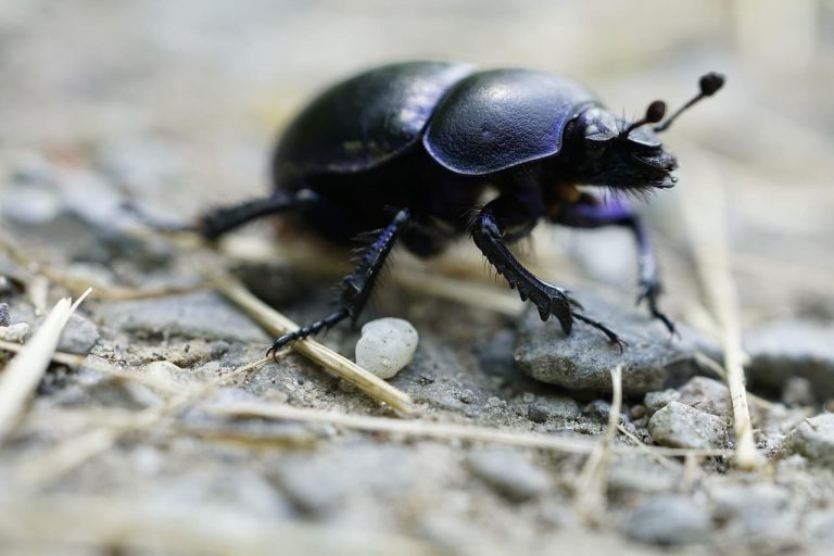 Insectes noirs : petit guide sur les espèces minuscules à connaître