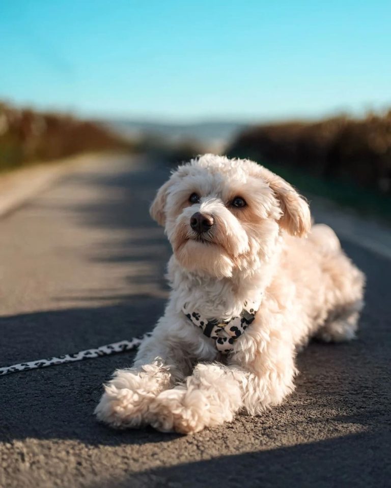 Qu’est-ce qu’un Maltipoo ? Tout savoir sur ce compagnon adorable et son caractère уникал.