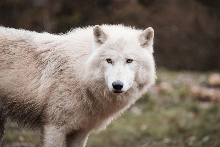 La wolf cut : un style capillaire audacieux à adopter en 2023