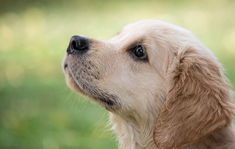 Avoir un golden retriever en travaillant : avantages et défis à considérer