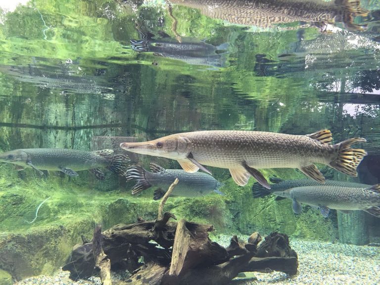 Morsure de dents de brochet : le guide ultime pour bien pêcher et prévenir les accidents