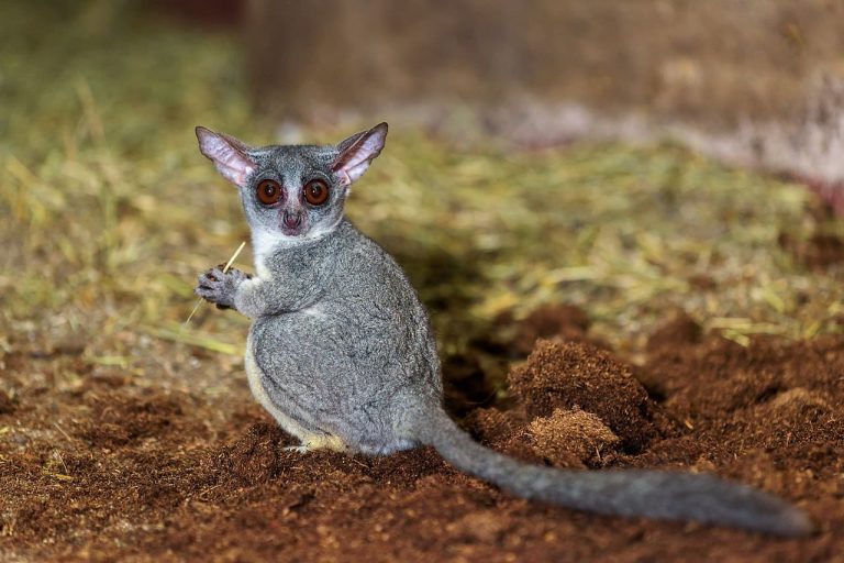 Quel est le coût d’un galago ? Prix et informations essentielles à connaître